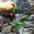 Kép 3/5 - Hoya sp. 'ut 029'
