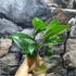 Kép 2/5 - Hoya sp. 'ut 029'