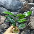 Kép 4/5 - Hoya sp. 'ut 029'