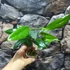 Kép 5/5 - Hoya sp. 'ut 029'