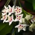 Kép 1/5 - Hoya sp. 'ut 029'