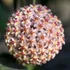 Kép 1/5 - Hoya erythrostemma 'ut 048'
