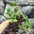 Kép 4/9 - Hoya nummularioides