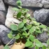 Kép 2/9 - Hoya nummularioides