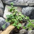 Kép 3/9 - Hoya nummularioides