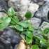 Kép 6/9 - Hoya nummularioides