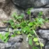 Kép 7/9 - Hoya nummularioides