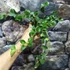 Kép 9/9 - Hoya nummularioides