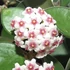 Kép 1/9 - Hoya nummularioides