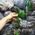Kép 2/6 - Hoya graveolens