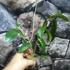 Kép 3/6 - Hoya graveolens