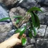 Kép 5/6 - Hoya graveolens