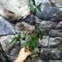 Kép 6/6 - Hoya graveolens