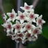 Kép 1/6 - Hoya graveolens
