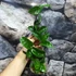 Kép 4/7 - Hoya carnosa 'Krinkle 8'