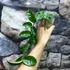Kép 5/7 - Hoya carnosa 'Krinkle 8'
