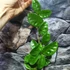Kép 6/7 - Hoya carnosa 'Krinkle 8'