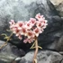 Kép 2/7 - Hoya carnosa 'Krinkle 8'