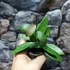 Kép 2/5 - Hoya memoria gracilis
