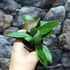 Kép 4/5 - Hoya memoria gracilis