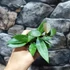 Kép 5/5 - Hoya memoria gracilis