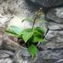 Kép 3/5 - Hoya memoria gracilis