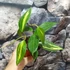 Kép 4/6 - Hoya macrophylla 'Pot of Gold'
