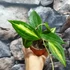 Kép 3/6 - Hoya macrophylla 'Pot of Gold'