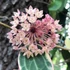Kép 1/7 - Hoya macrophylla 'Pot of Gold'