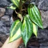 Kép 3/7 - Hoya macrophylla 'Pot of Gold'