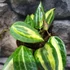 Kép 5/7 - Hoya macrophylla 'Pot of Gold'