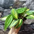 Kép 6/7 - Hoya macrophylla 'Pot of Gold'