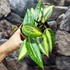 Kép 7/7 - Hoya macrophylla 'Pot of Gold'