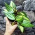 Kép 2/7 - Hoya macrophylla 'Pot of Gold'