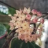Kép 1/7 - Hoya macrophylla