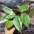 Kép 2/7 - Hoya macrophylla