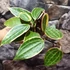 Kép 3/7 - Hoya macrophylla