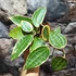 Kép 5/7 - Hoya macrophylla