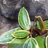 Kép 6/7 - Hoya macrophylla