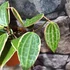 Kép 7/7 - Hoya macrophylla