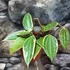Kép 4/7 - Hoya macrophylla