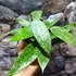 Kép 2/8 - Hoya latifolia (sp. from Rangsan)