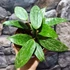 Kép 4/8 - Hoya latifolia (sp. from Rangsan)