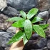 Kép 7/8 - Hoya latifolia (sp. from Rangsan)