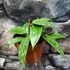 Kép 8/8 - Hoya latifolia (sp. from Rangsan)