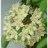 Kép 1/8 - Hoya latifolia (sp. from Rangsan)