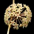 Kép 1/9 - Hoya quinquenervia