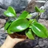 Kép 2/9 - Hoya quinquenervia