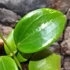 Kép 3/9 - Hoya quinquenervia