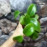Kép 4/9 - Hoya quinquenervia